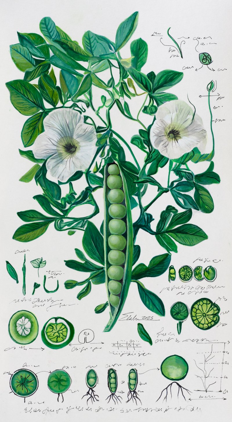 Elaheh Ramezani, Studying Specimen, Sorted, Serialized: Green Pea, 2025