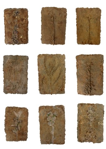 Reyhaneh Afzalian, Untitled, 2024