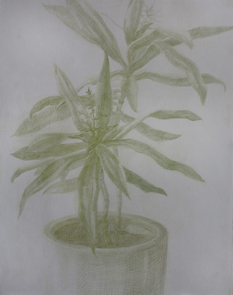 Neda Mirhosseini, Dracaena, 2021