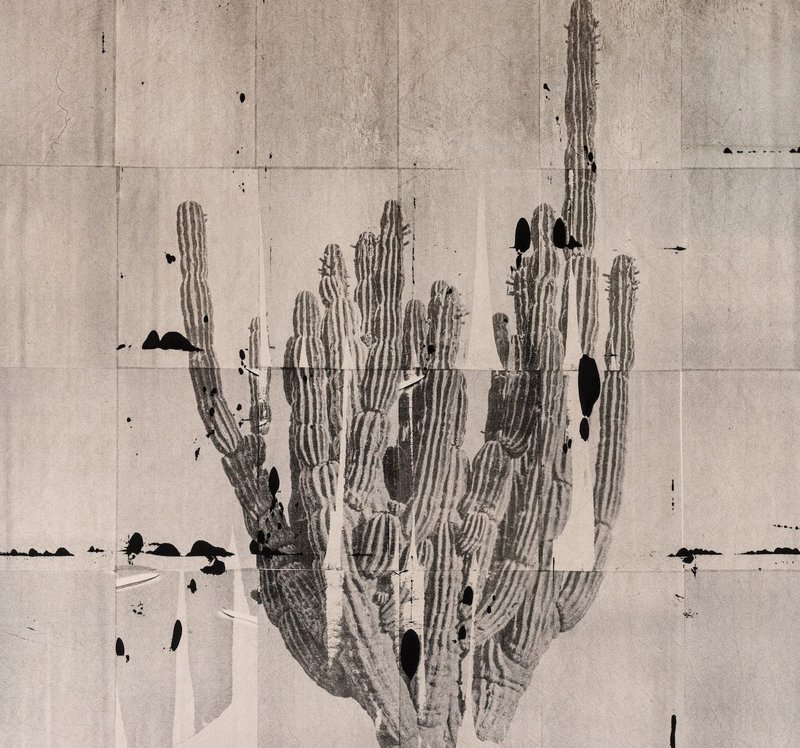 Cactus, 2024