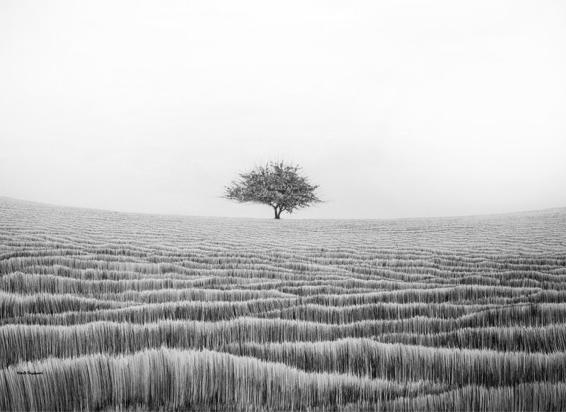 Hadi Shabani, Untitled, 2023