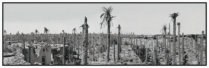 Jasem Ghazbanpoor, Palms Die Standing Up, 2021
