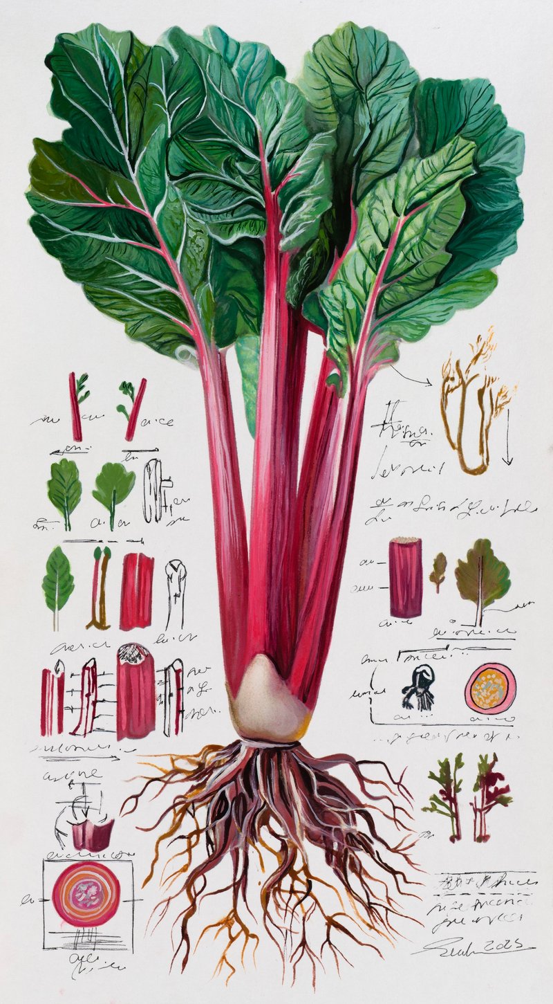Elaheh Ramezani, Studying Specimen, Sorted, Serialized: Rhubarb, 2025
