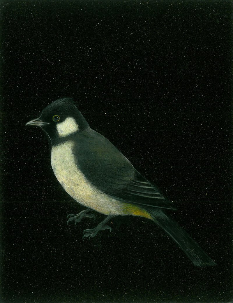 Nazi Azimi, White Eared Bulbul, 2020