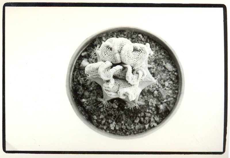 Sepideh Safi Yari, Untitled, 2010