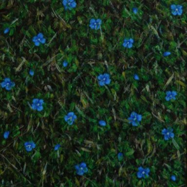 Speedwell