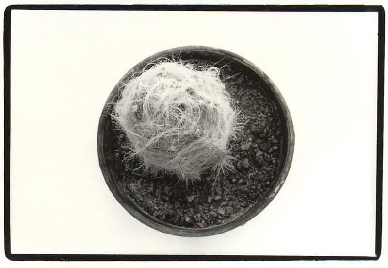 Sepideh Safi Yari, Untitled, 2010